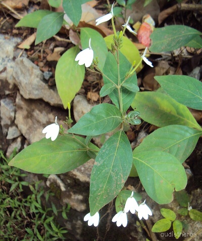 Rhinacanthus nasutus fullplant1.jpg